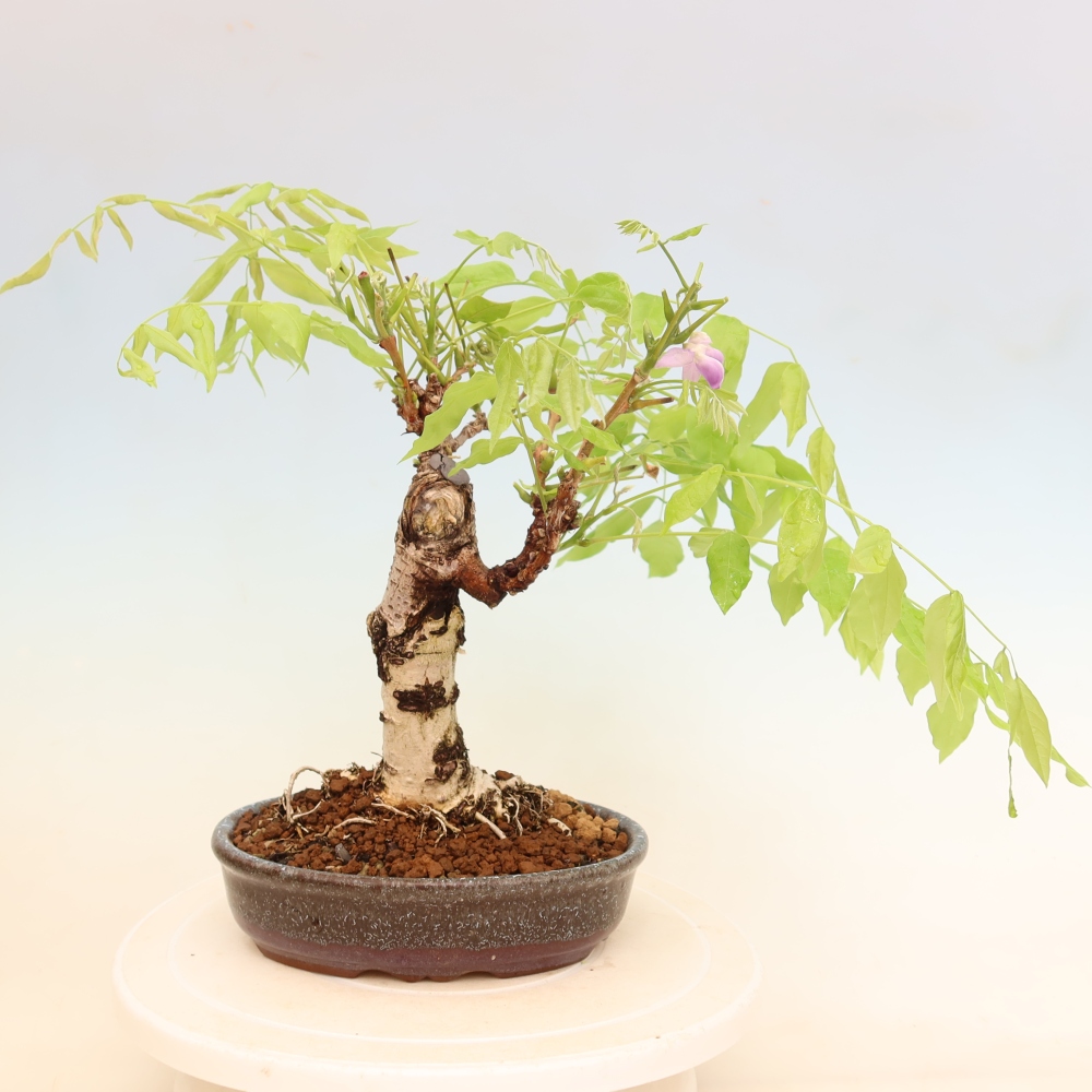 Vonkajšie bonsaje - Wisteria floribunda