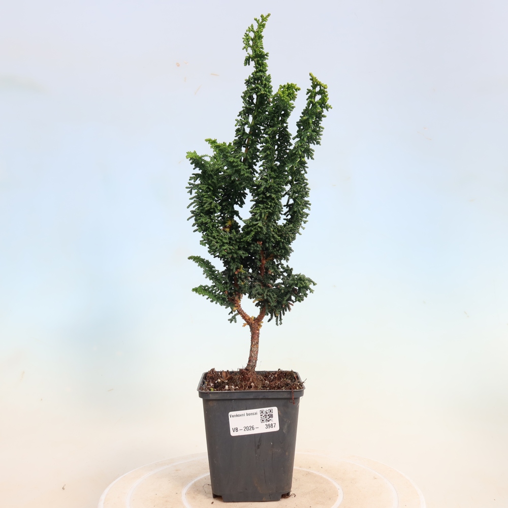 Vonkajší bonsaj - Cham. obtusa SEKKA HINOKI - Cypruštek