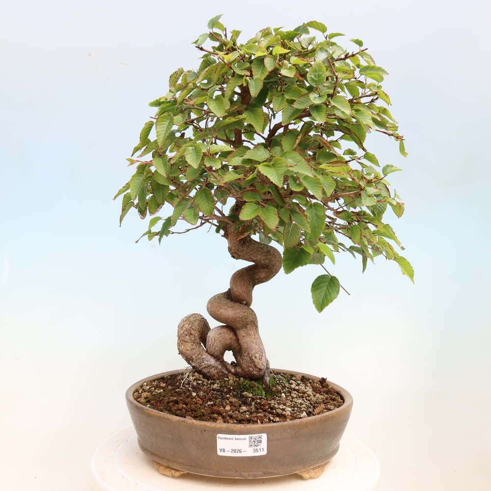 Vonkajšie bonsaje -Carpinus CARPINOIDES - Hrab kórejský
