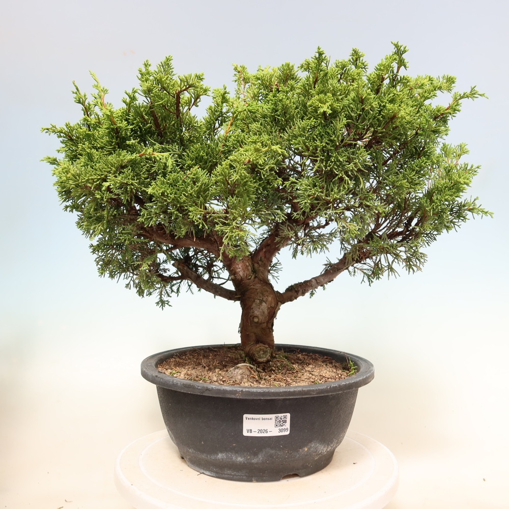Vonkajší bonsai – Juniperus chinensis Itoigawa – čínsky jalovec