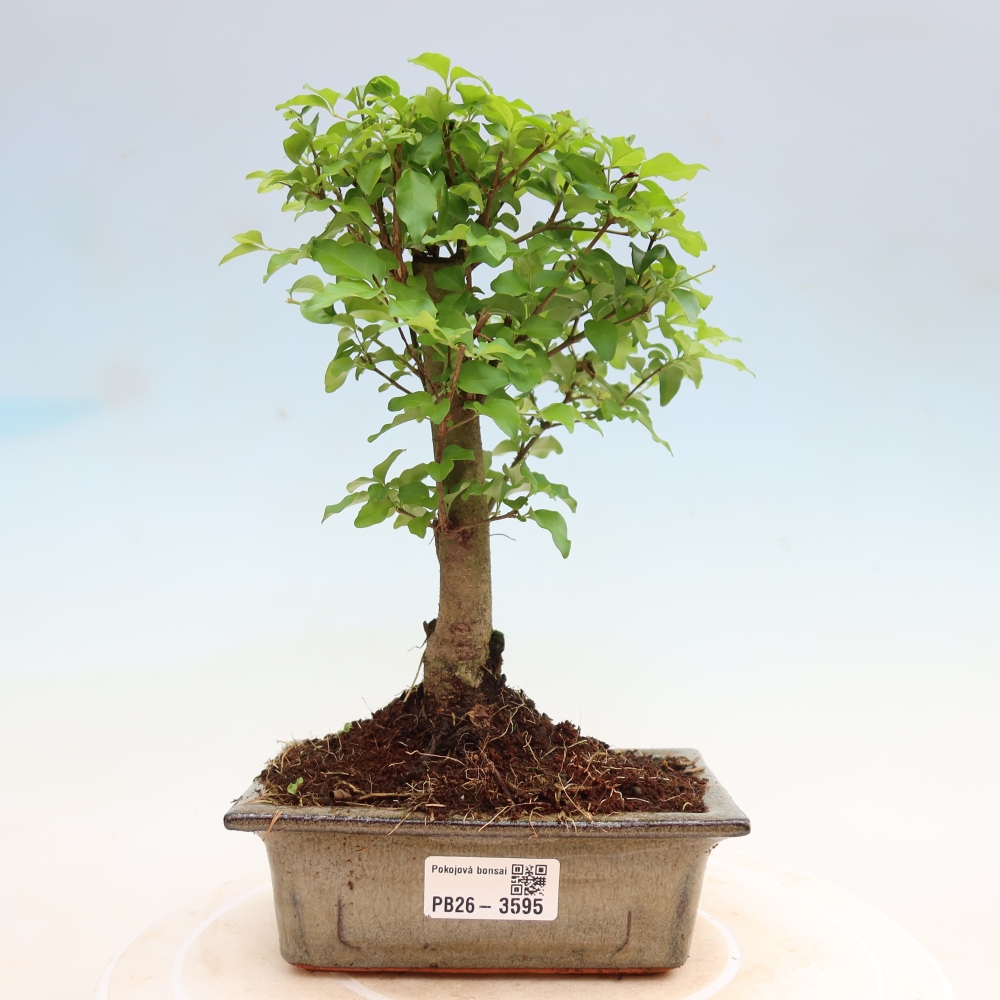 Izbový bonsaj -Ligustrum chinensis - Vtáčí zobák