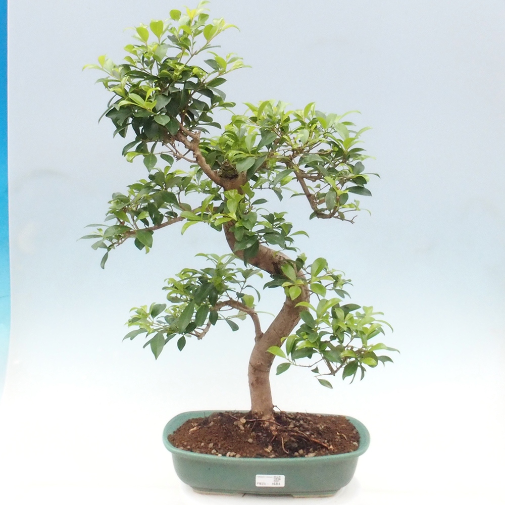 Izbová bonsai - Austrálska čerešňa - Eugenia uniflora
