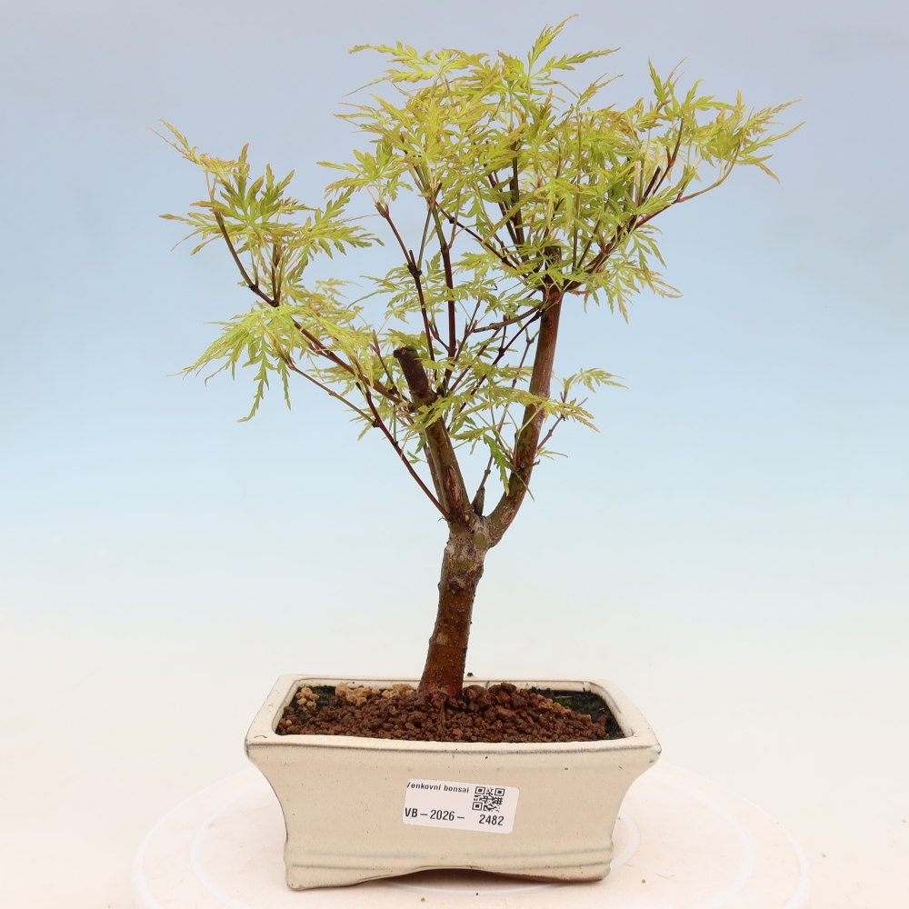 Vonkajší bonsai – Acer palmatum Dissectum – javor dlaňolistý 
