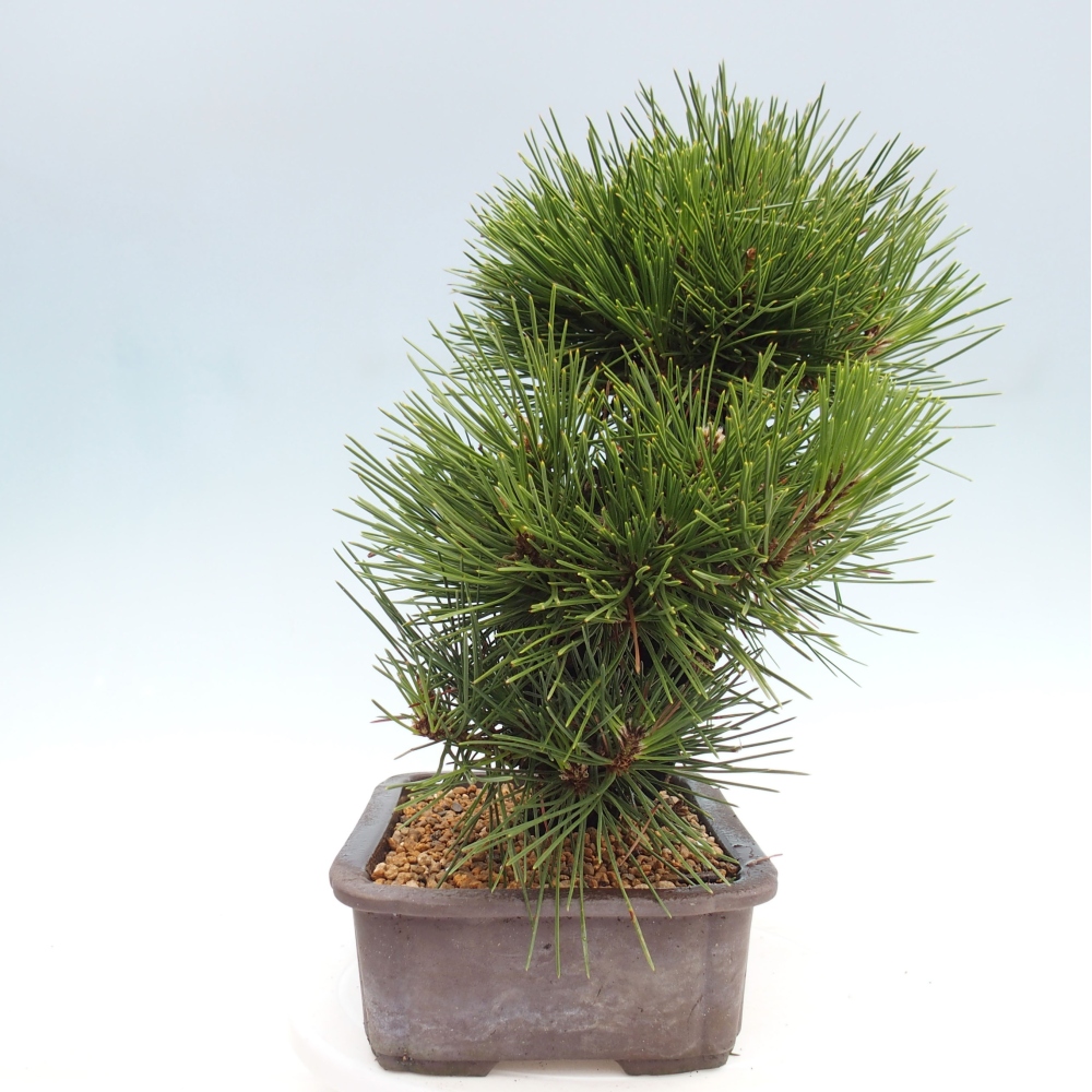 Vonkajší bonsai - Pinus thunbergii - Borovica thunbergova