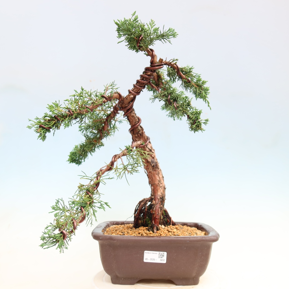 Vonkajší bonsaj - Juniperus chinensis Kishu