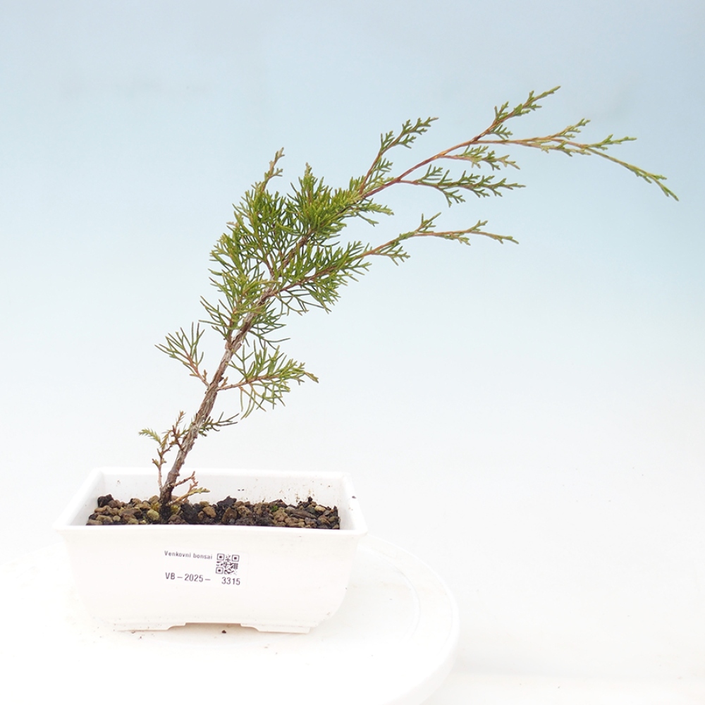 Vonkajší bonsai - Juniperus chinensis Itoigawa -Jalovec čínsky