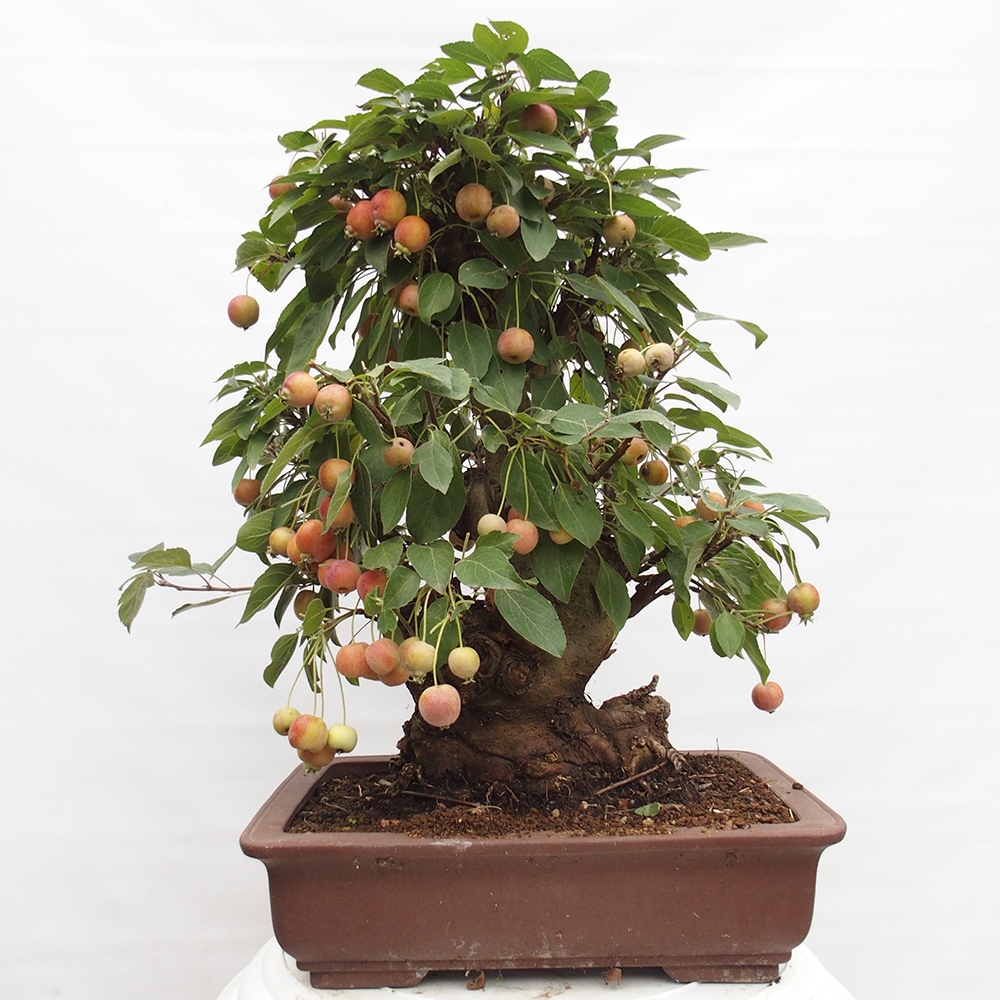 Vonkajší bonsai -Malus halliana - Maloplodá jabloň