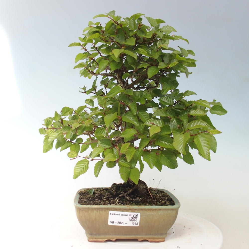 Vonkajšie bonsaje -Carpinus CARPINOIDES - Hrab kórejský