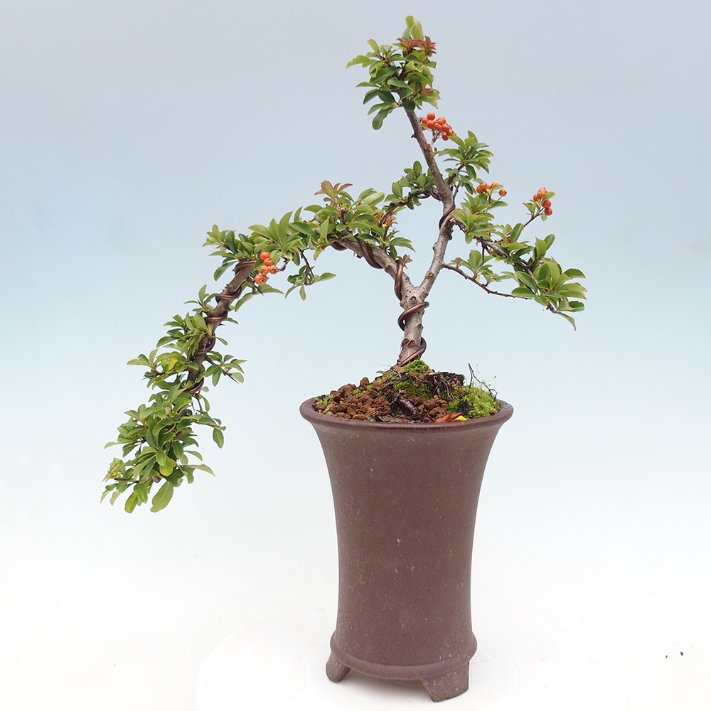 Vonkajšie bonsaje-Pyracantha Teton -Hlox