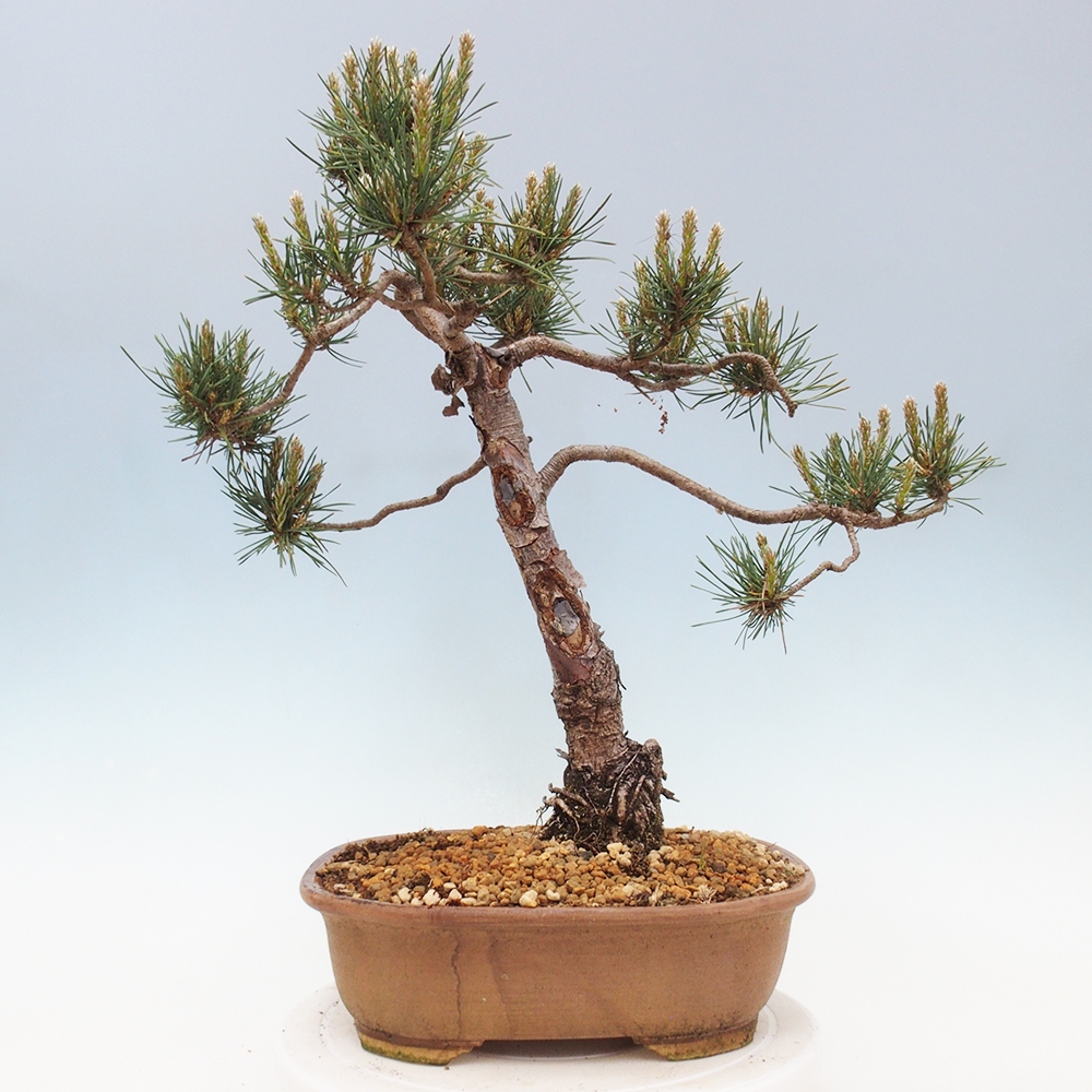Vonkajšie bonsai - Pinus Sylvestris - Borovica lesná