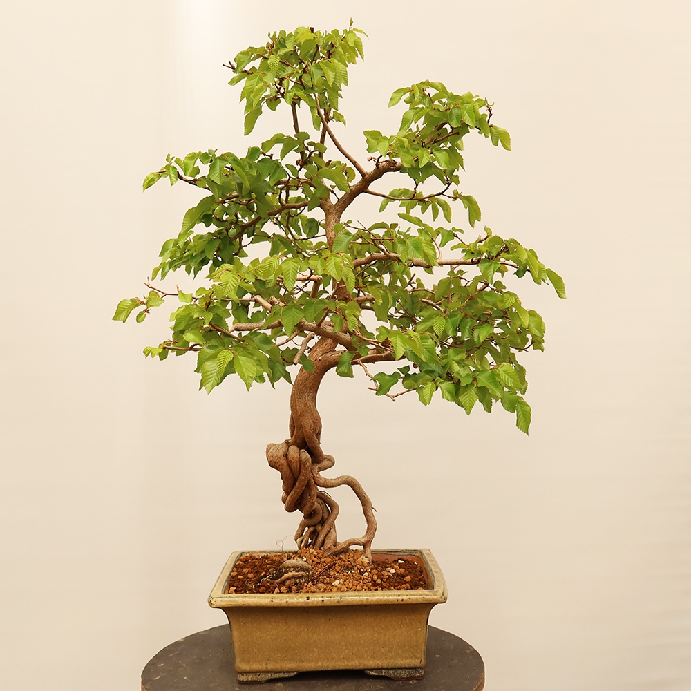 Vonkajší bonsai -Carpinus Coreana - Hrab kórejský