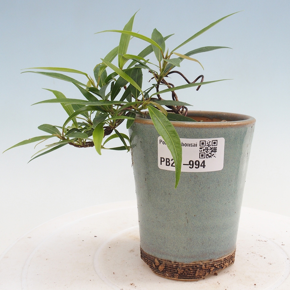 Izbová bonsai - Ficus nerifolia - malolistý fikus
