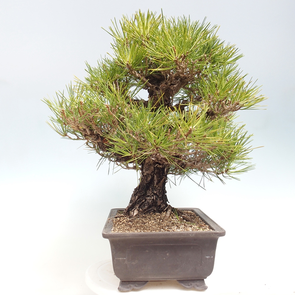 Vonkajšie bonsaje - Pinus thunbergii - borovica Thunbergova