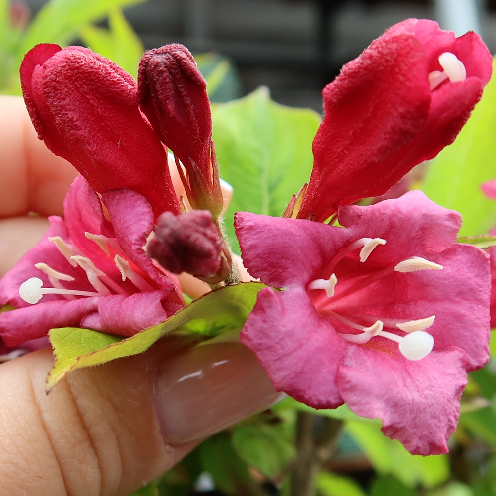 Vonkajší bonsai – Weigela subsessilis – vajgélia kórejská