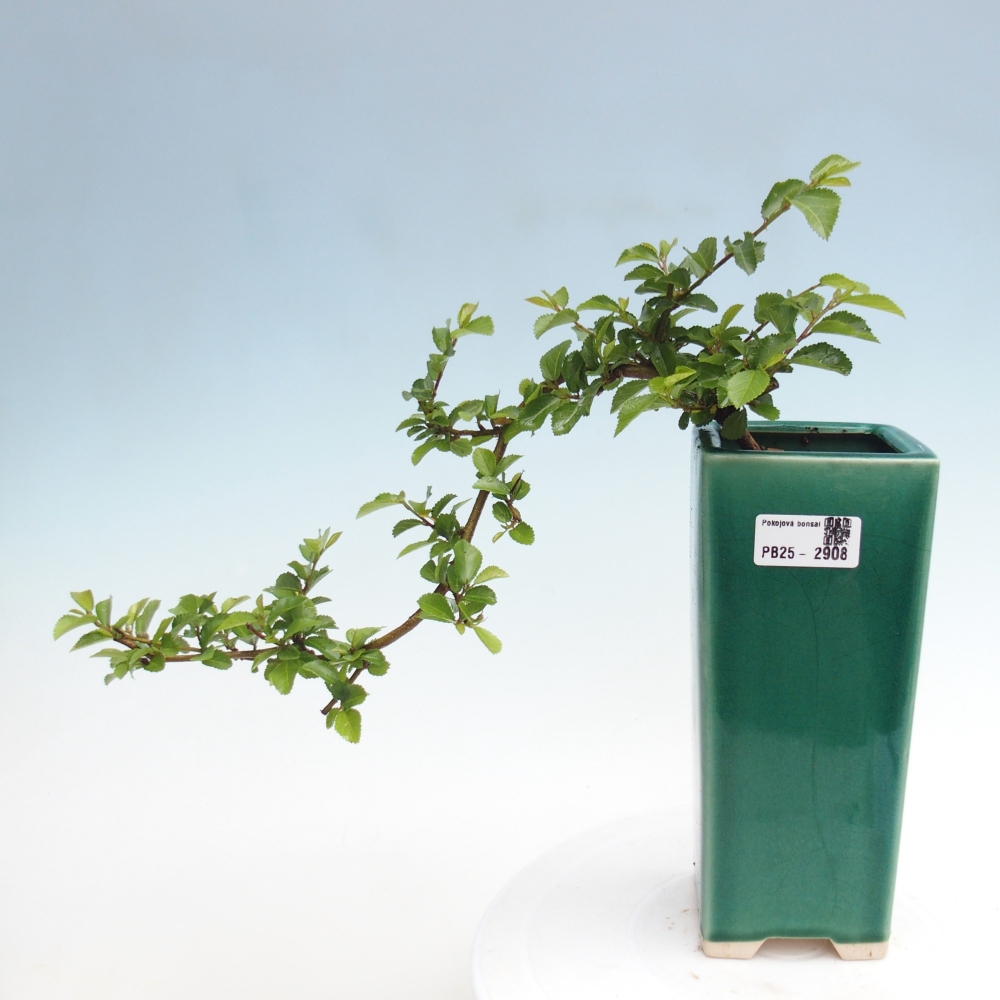 Izbová bonsai - Grewia occidentalis - Hviezdica levanduľová