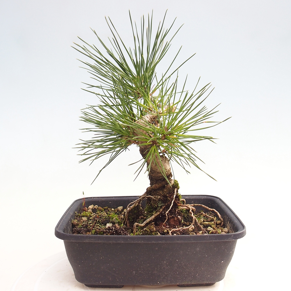Vonkajšie bonsaje - Pinus thunbergii - borovica Thunbergova