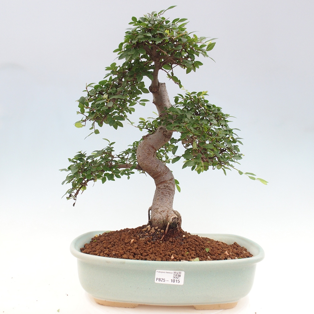 Izbová bonsai - Ulmus parvifolia - Malolistý brest