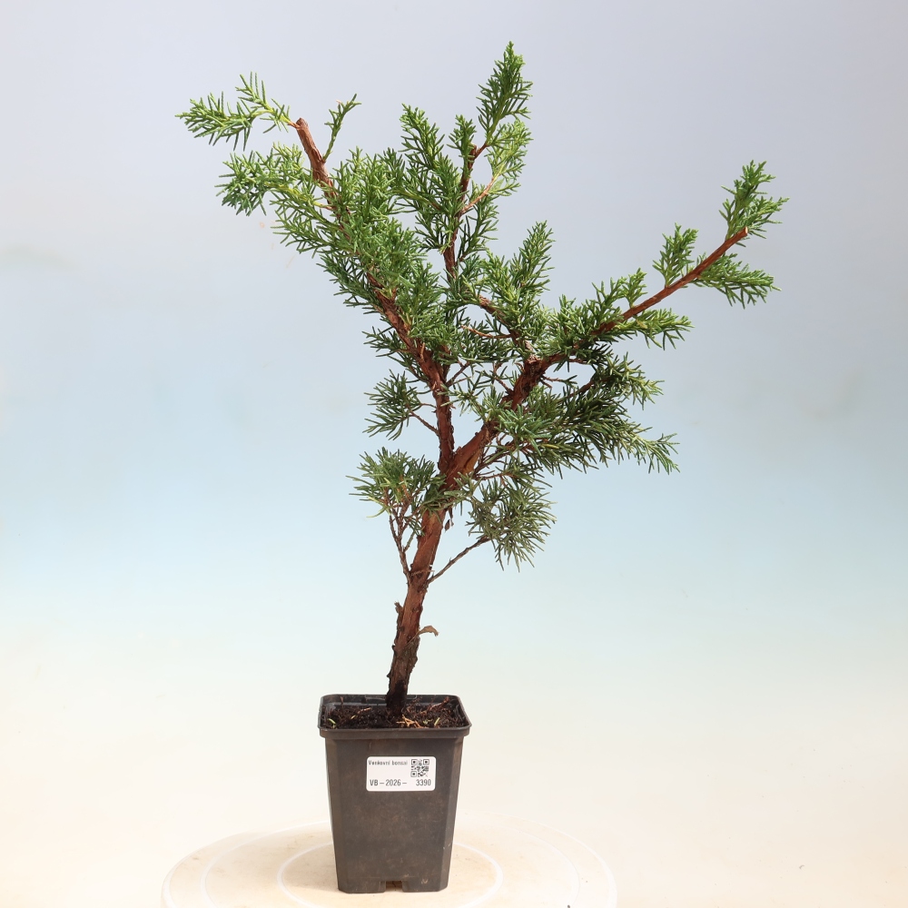 Vonkajší bonsaj - Juniperus chinensis Kishu