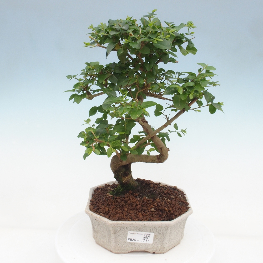 Izbová bonsai -Ligustrum chinensis - Vtáčí zob