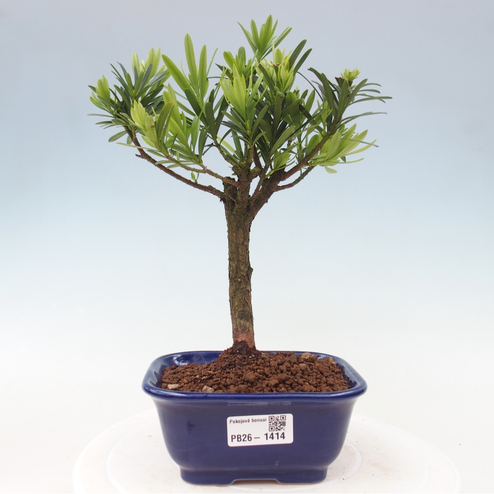 Izbové bonsaje - Podocarpus - Kamenný tis