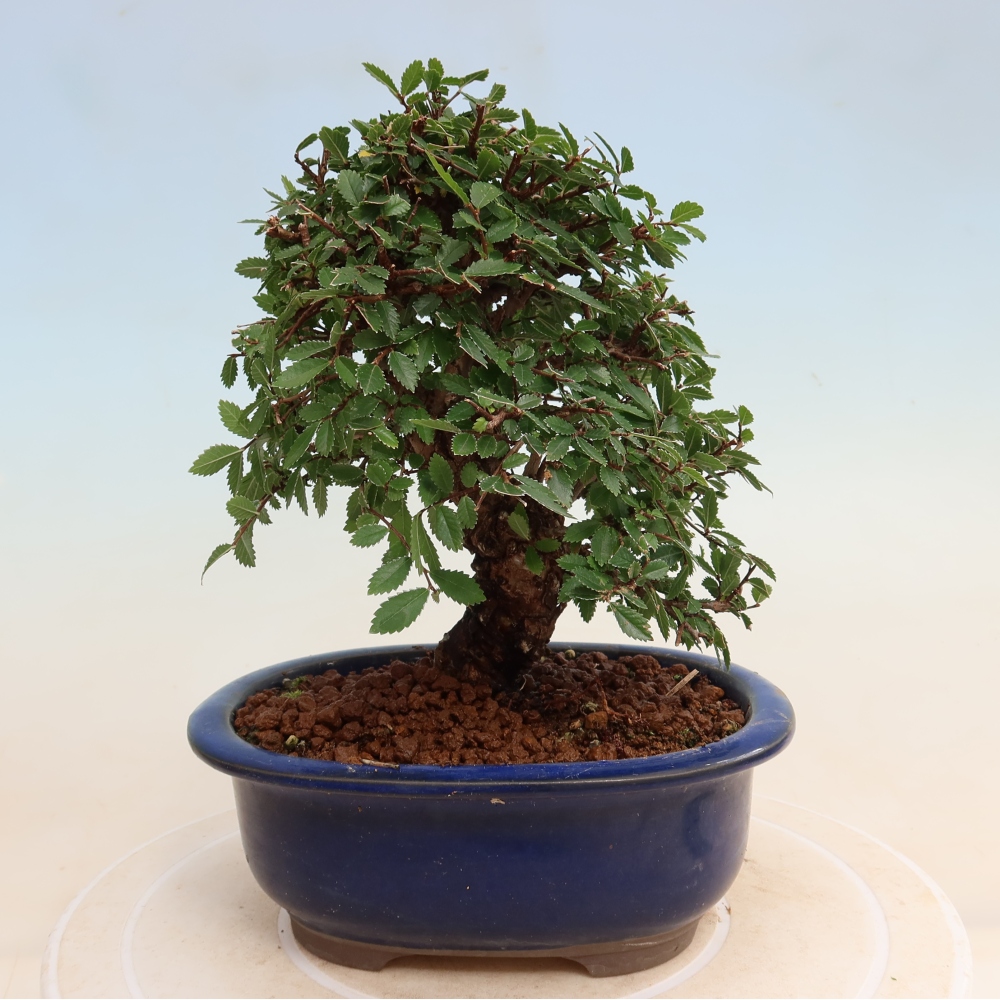 Vonkajšie bonsaje - Zelkova - Zelkova NIRE