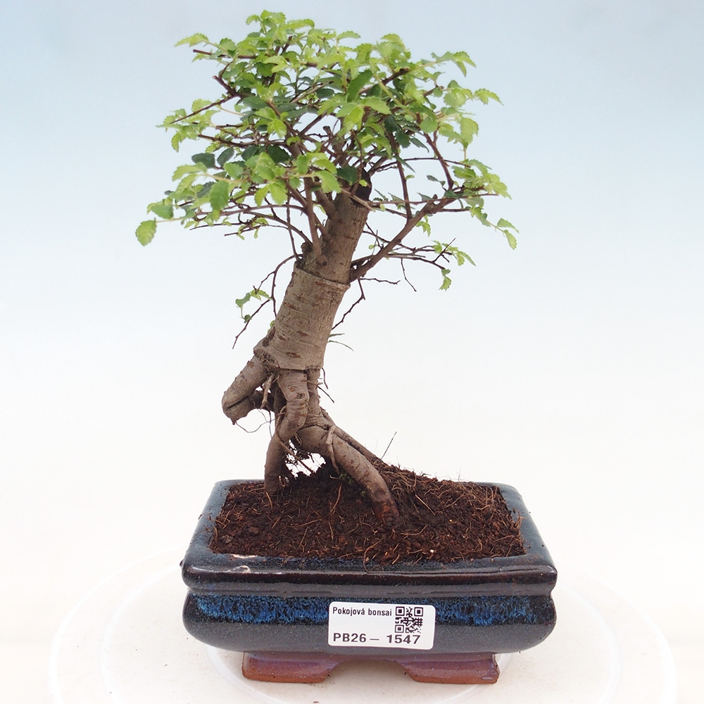 Izbový bonsaj - Ulmus parvifolia - brest malolistý