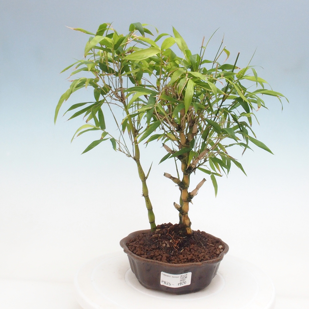 Izbová bonsai - Bambus budha-Bambus budhovo brucho