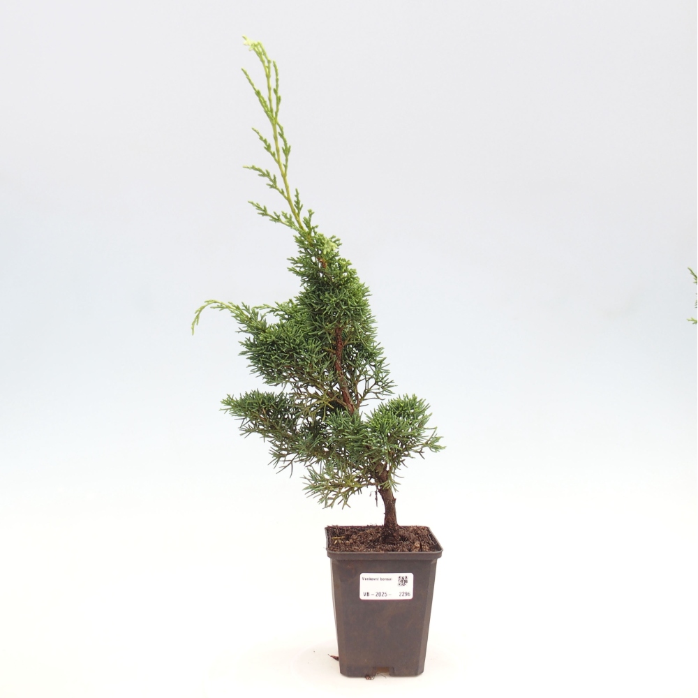 Vonkajšie bonsai - Juniperus chinensis Kishu -Jalovec čínsky