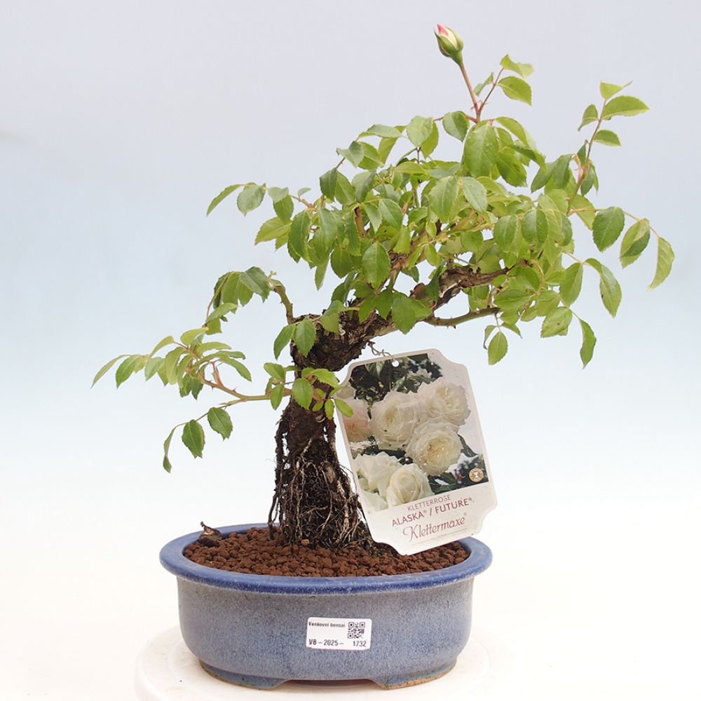 Vonkajší bonsai - Rosa Kordes - ruža