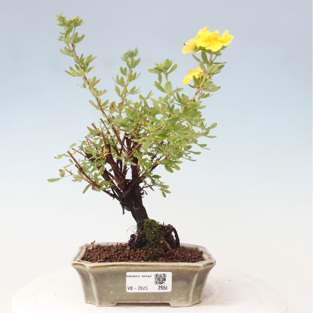 Vonkajšia bonsai-Nátržník krovitá - potentila fruticosa yellow Bird
