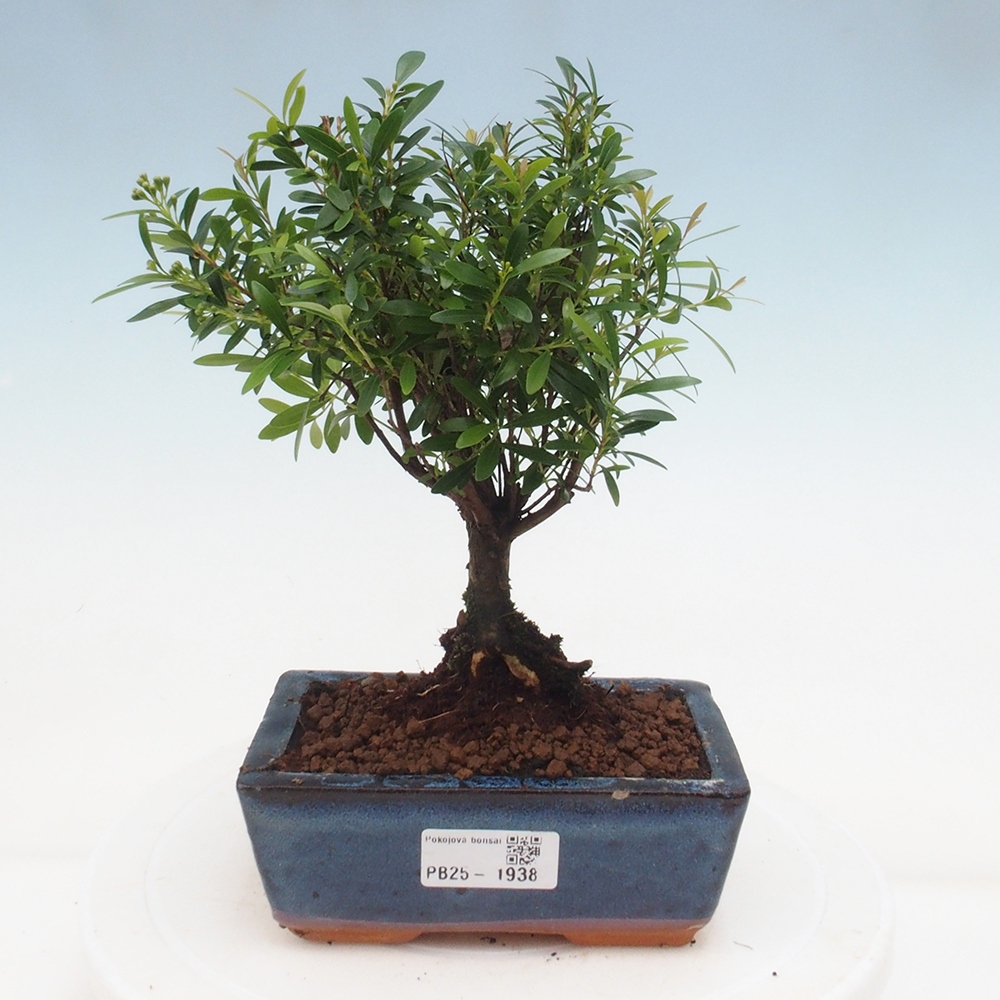 Izbová bonsai - Syzygium - pimentovníka