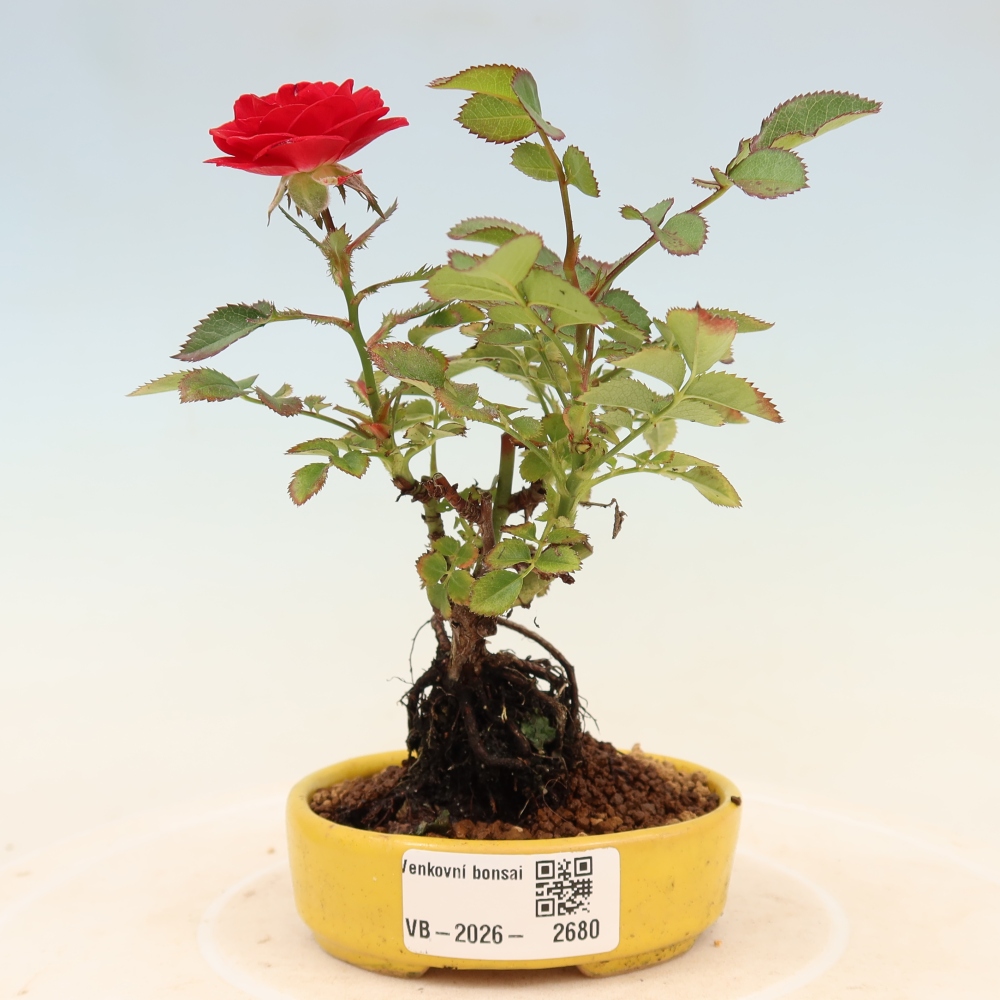 Vonkajšie bonsaje – Rosa Kordes – ruže
