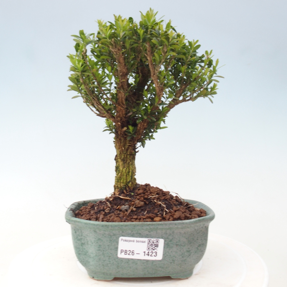 Izbové bonsaje - Buxus harlandii - korkový buxus