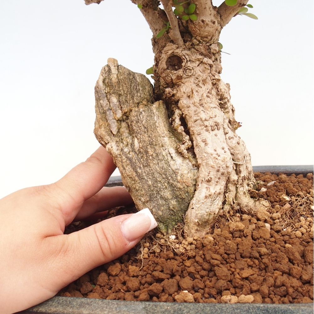 Vonkajšie bonsaje - Berberis coreana