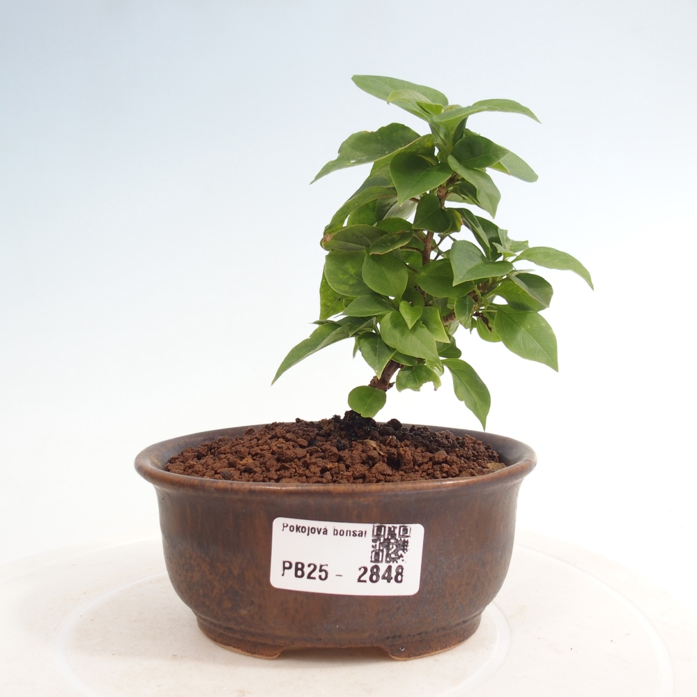 Izbová bonsai - Bouganwilea