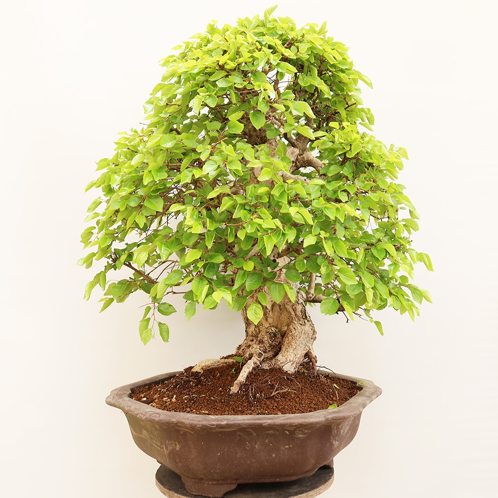 Vonkajší bonsai -Carpinus Coreana - Hrab kórejský