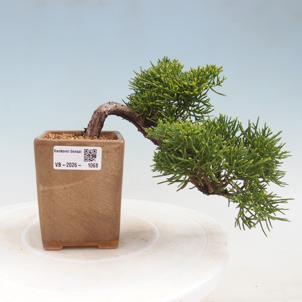 Vonkajší bonsaj - Juniperus chinensis Kishu