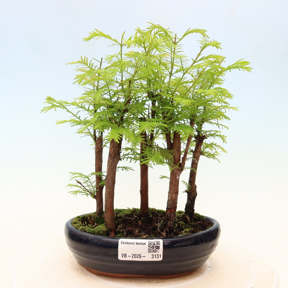 Vonkajší bonsai – Metasequoia glyptostroboides – čínska metasekvoja – hájik
