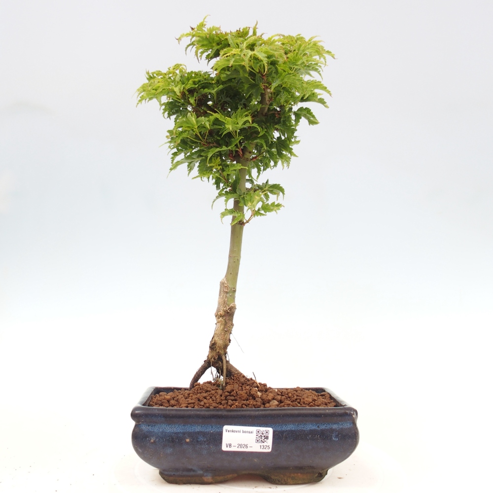 Vonkajšia bonsaj -Javorská palma Acer palmatum Shishigashira