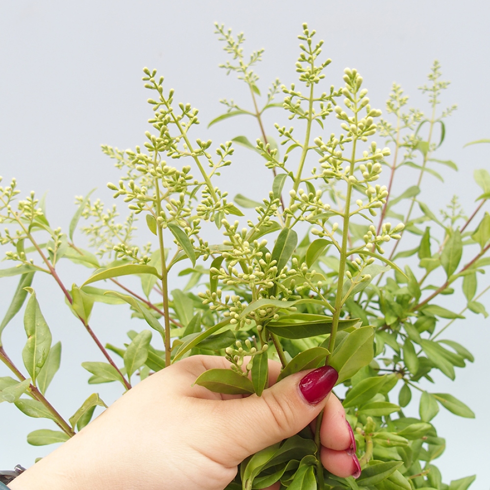 Vonkajší bonsaj - Ligustrum vulgare - Vtáčí zobák