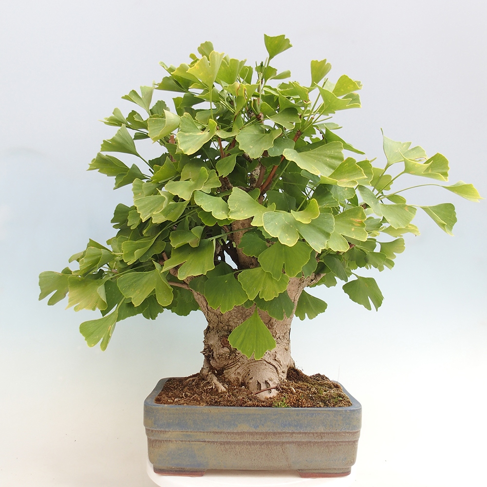 Vonkajší bonsai - Jinan dvojlaločný - Ginkgo biloba
