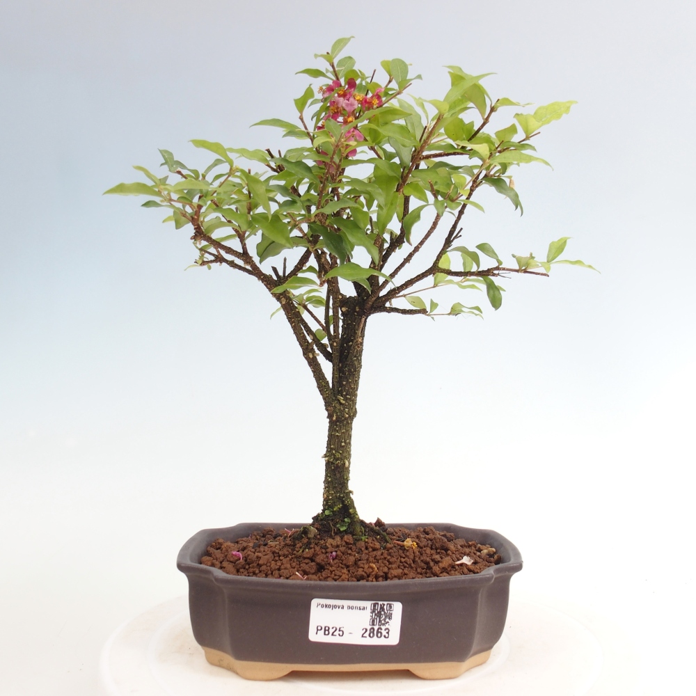 Izbová bonsai - Malpighia coccigera- Barbdorská čerešňa