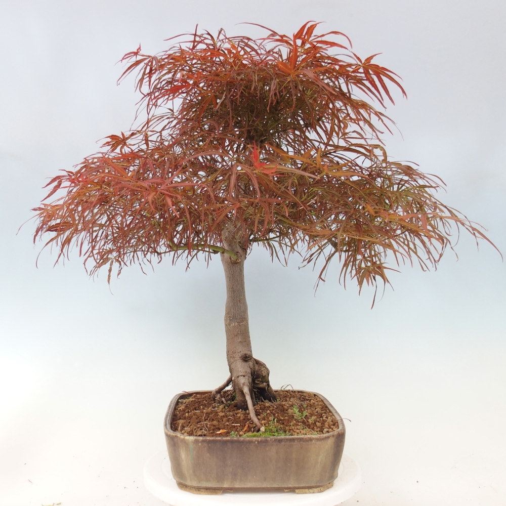 Vonkajší bonsaj - Acer palmatum RED PYGMY