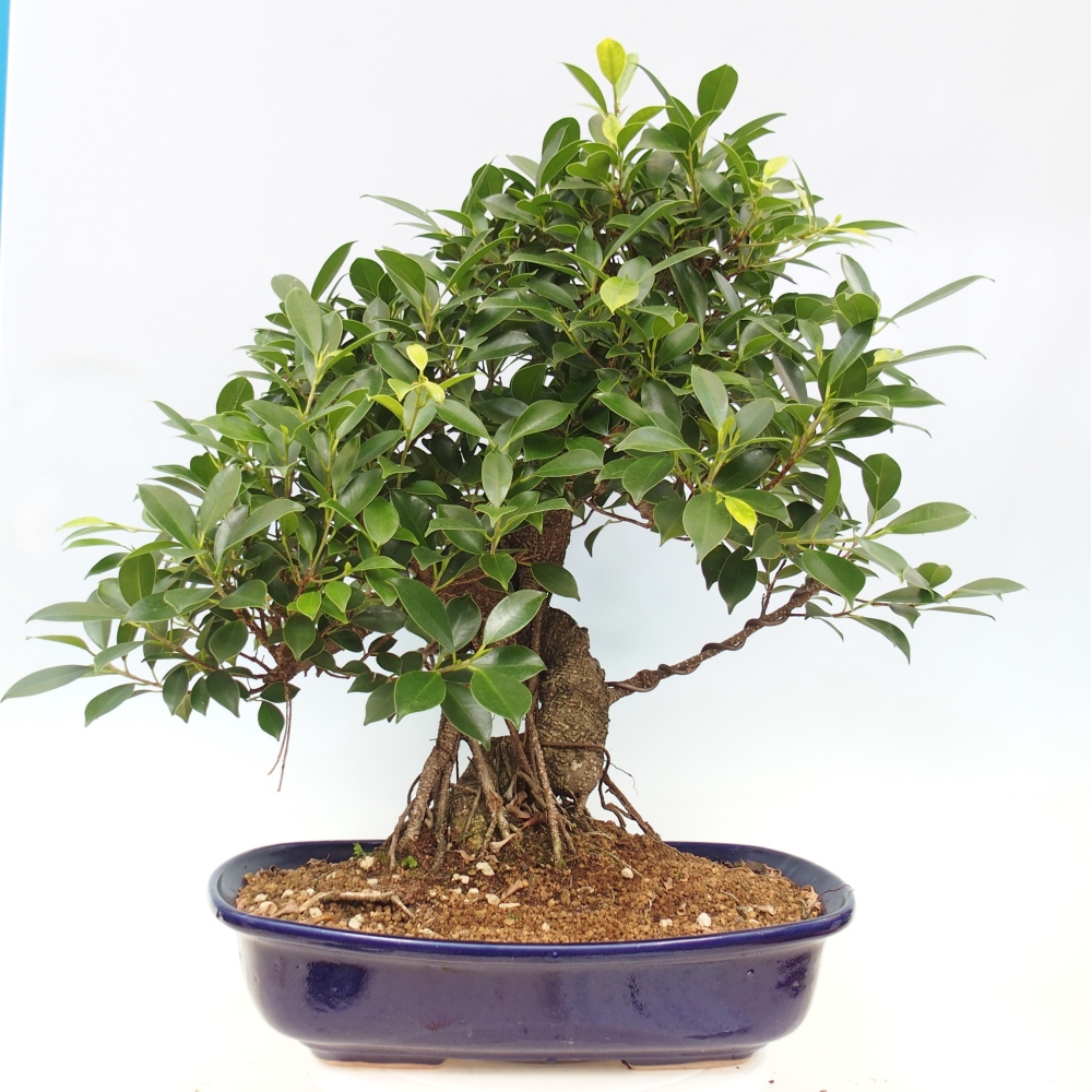 Izbový bonsaj - Ficus kimmen - drobnolistý fikus - len osobný odber alebo preprava na paletách