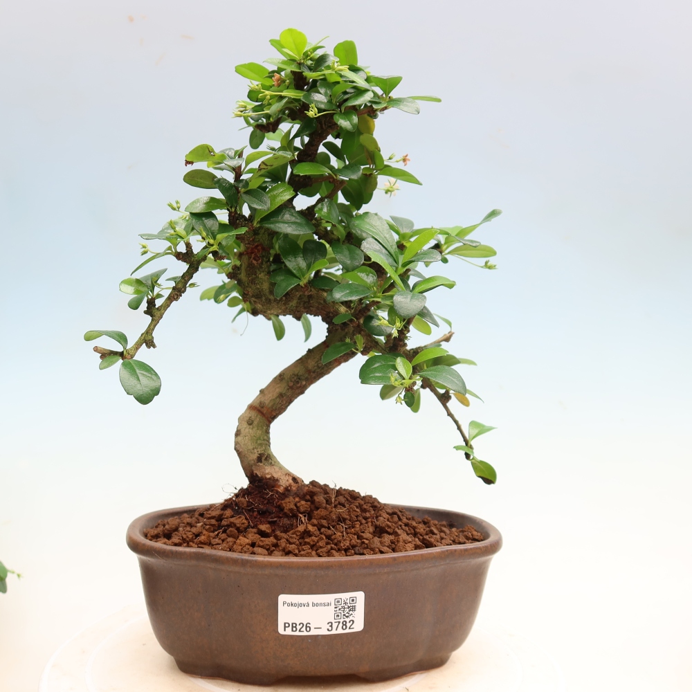 Izbové bonsaje - Carmona macrophylla - Tea fuki