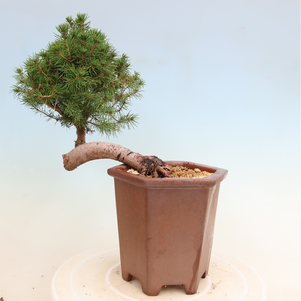 Vonkajší bonsai – Smrek sivý – Picea glauca globe