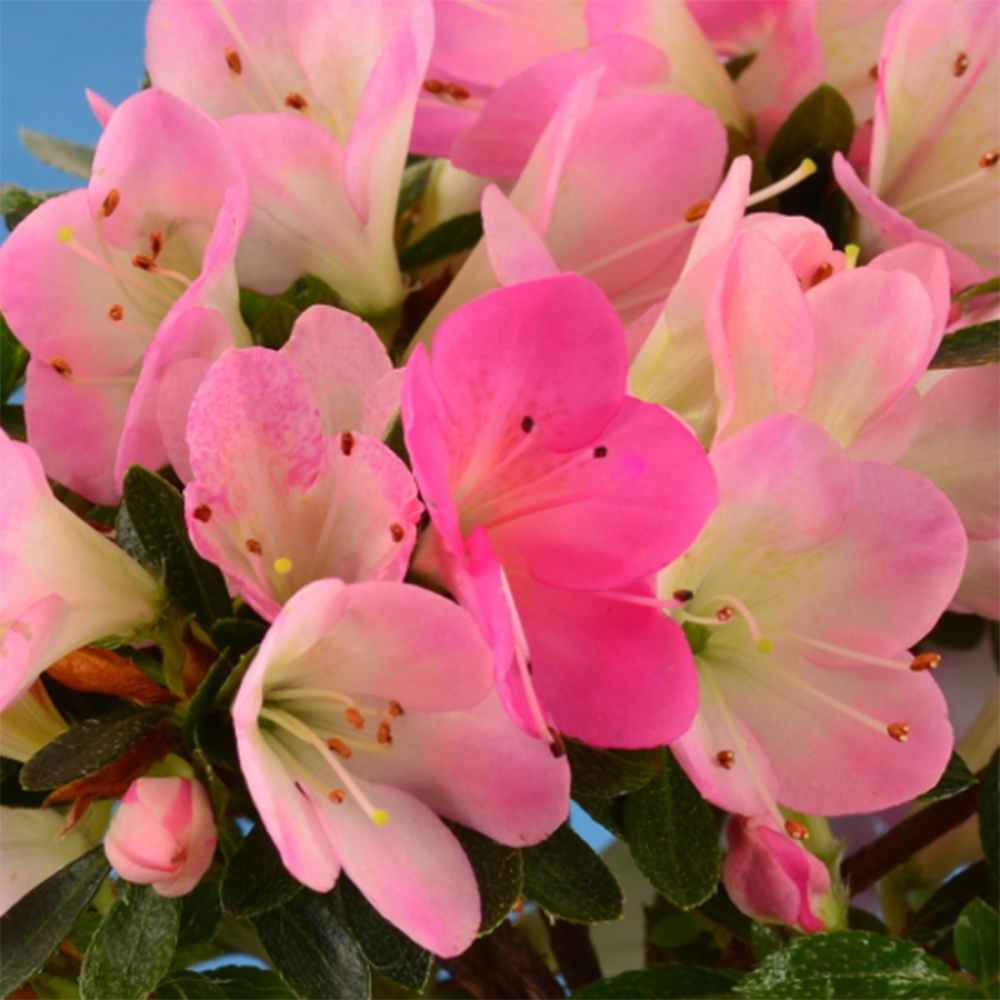 Vonkajší bonsai - Japonská azalka - Azalea Hanamaiko