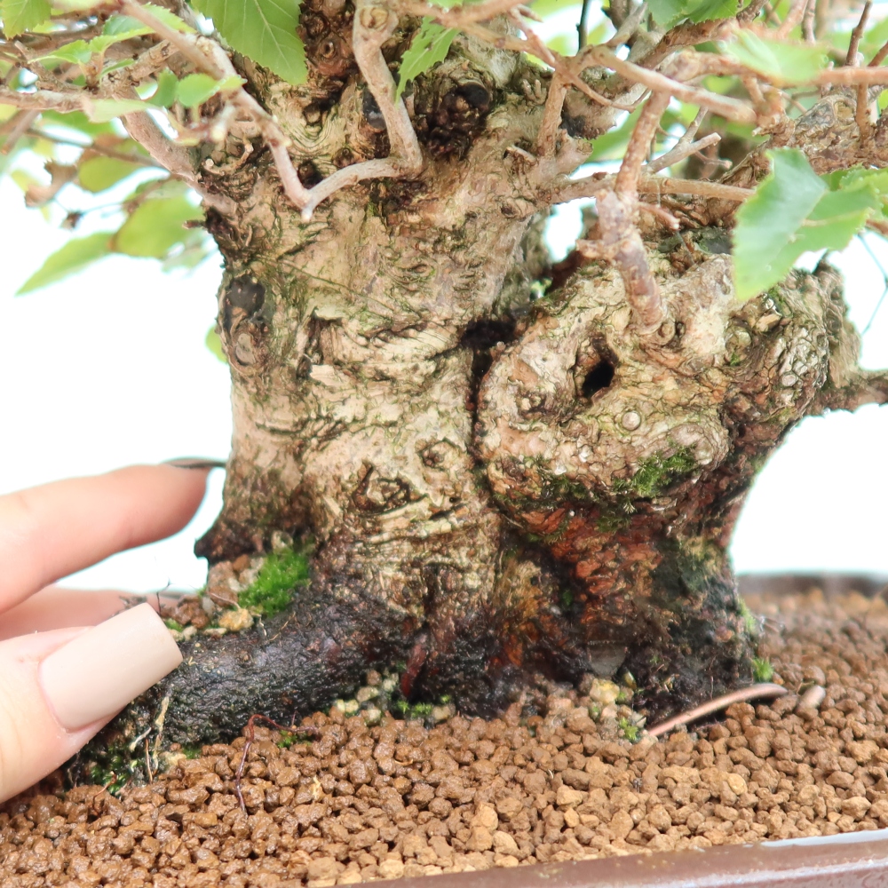 Vonkajšie bonsaje -Carpinus CARPINOIDES - Hrab kórejský
