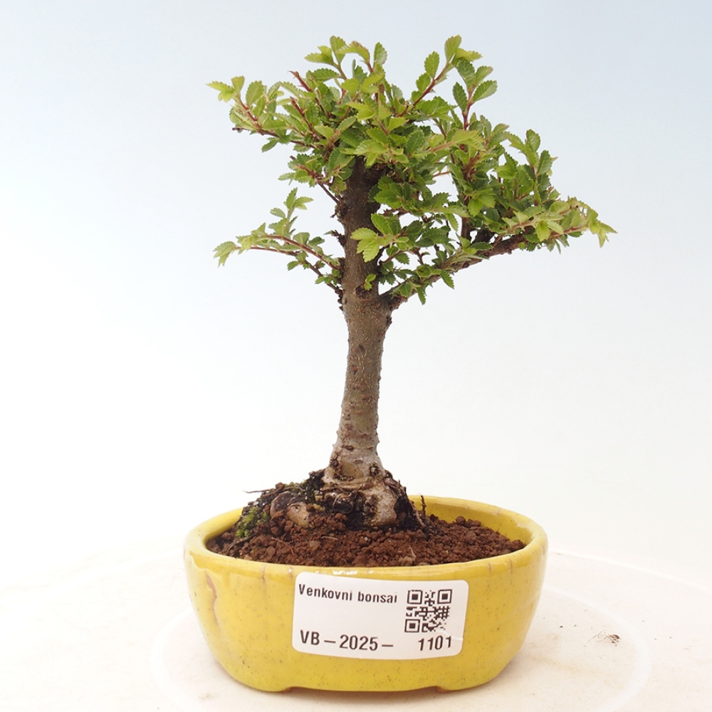 Vonkajší bonsai - Ulmus parvifolia Sagei - Malolistý brest