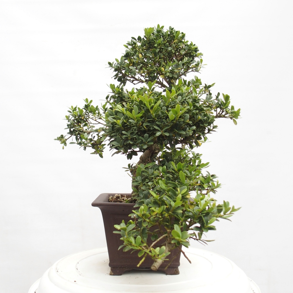 Izbová bonsai - Ilex crenata - Cezmína